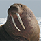 burbwalrus